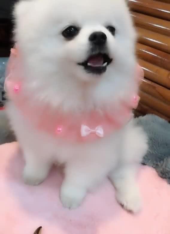 娱乐吃瓜酱小白狗,吃瓜酱视角下的萌宠生活