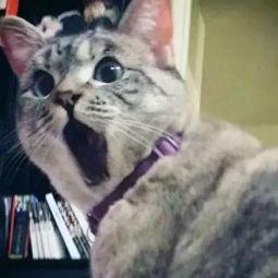 娱乐吃瓜酱不如猫,揭秘娱乐圈幕后那些事儿
