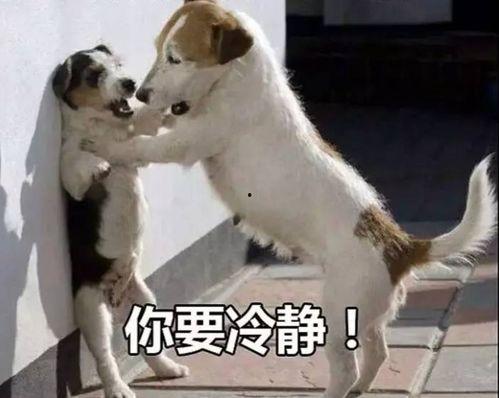 娱乐吃瓜酱中狗妈,娱乐吃瓜酱中的明星宠妈故事